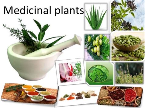 medicinal plants definition